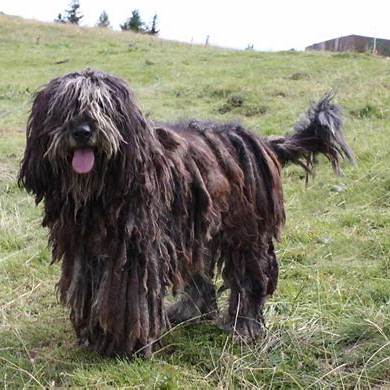 A Bergamasco Shepherd standing in a grassy field, showing its unique matted coat.