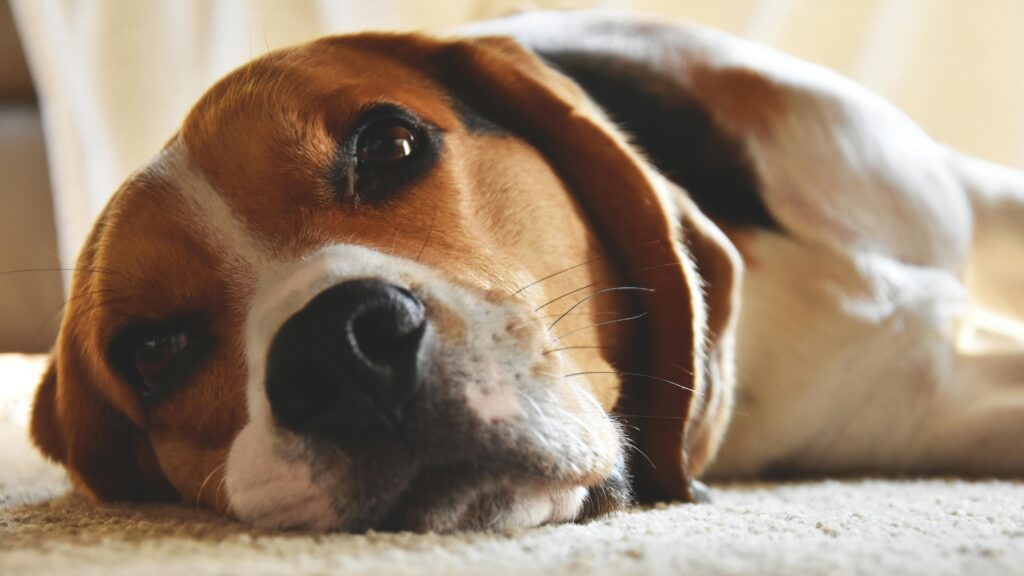 Close-up of a relaxed Beagle lying on a soft carpet, gazing gently with its expressive eyes.