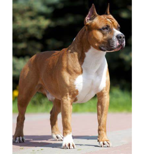 A muscular American Staffordshire Terrier standing confidently outdoors, with a reddish-brown coat and white chest, exuding strength and focus.