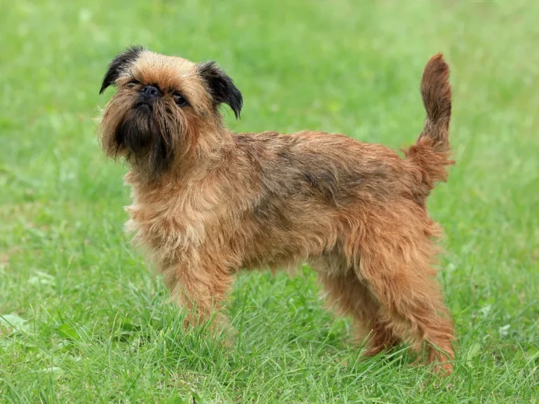 A petite Brussels Griffon with a wiry tan coat standing confidently on a grassy field.