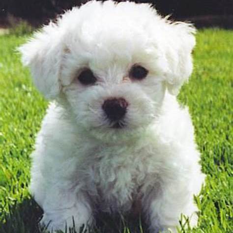 Fluffy white Bichon Frise puppy sitting on green grass, looking curious.