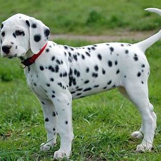 Dalmatian puppy with a white coat and black spots standing on grass wearing a red collar.