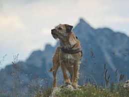 A scruffy Border Terrier standing on a hilltop with mountains in the background.