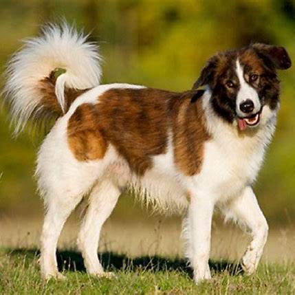 Aidi dog with a fluffy tail and white and brown coat standing outdoors