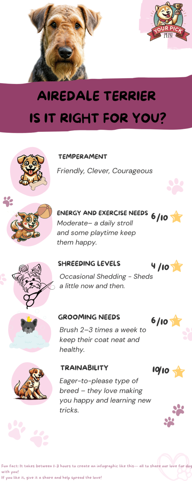 Infographic showcasing Airedale Terrier’s energy levels, grooming needs, trainability, and shedding