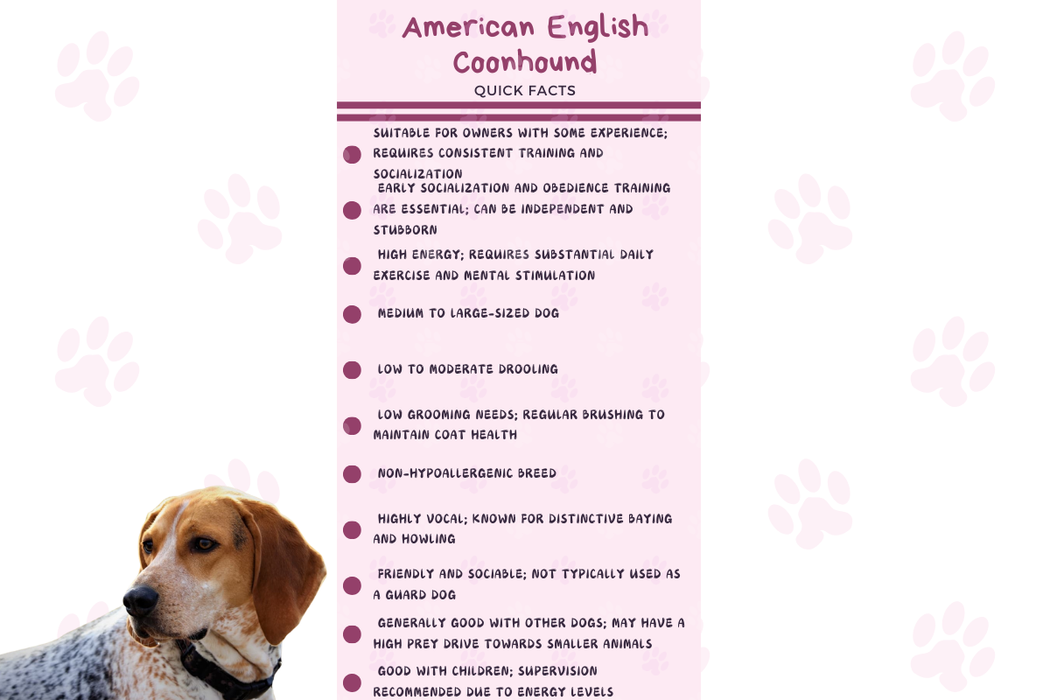 Infographic summarizing American English Coonhound traits: energy, grooming, trainability, and temperament