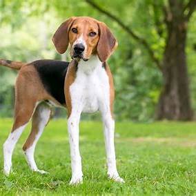 An elegant American Foxhound standing outdoors in a lush green park.