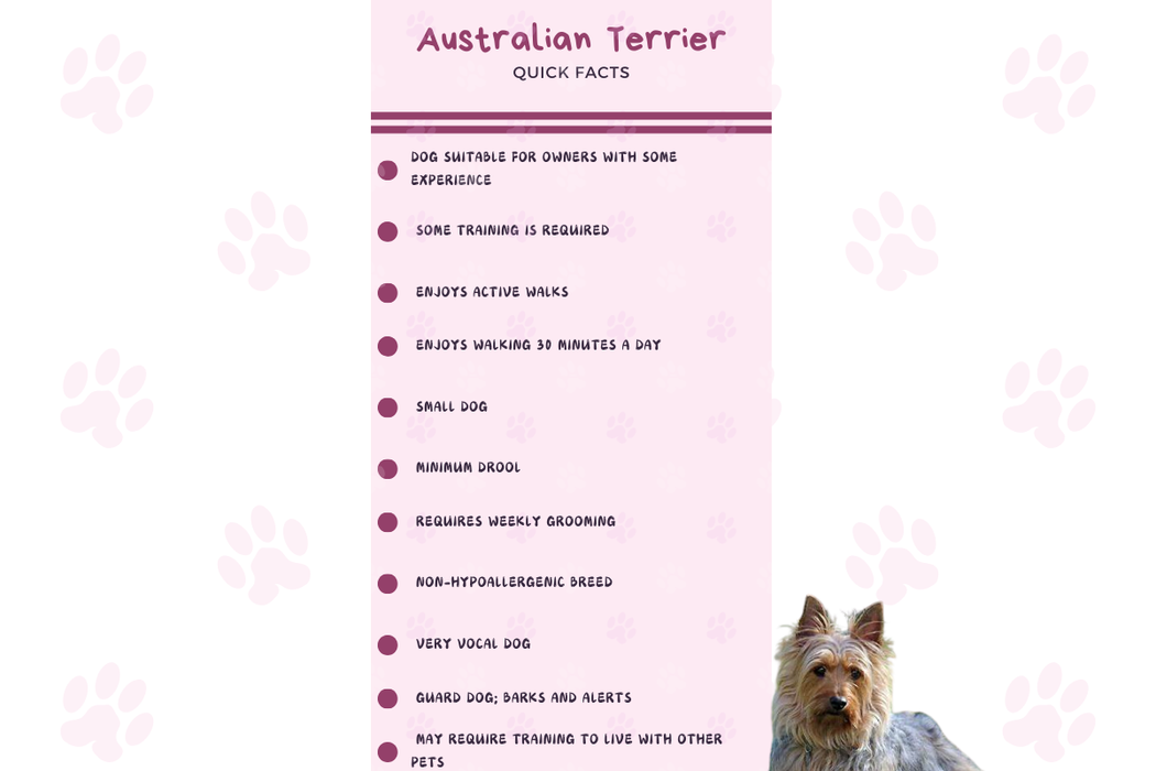 Infographic summarizing Australian Terrier’s traits: size, intelligence, and exercise needs