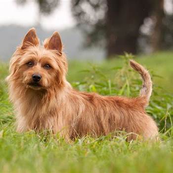 Australian Terrier standing in grass