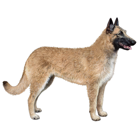 Belgian Malinois with a fawn-colored coat standing