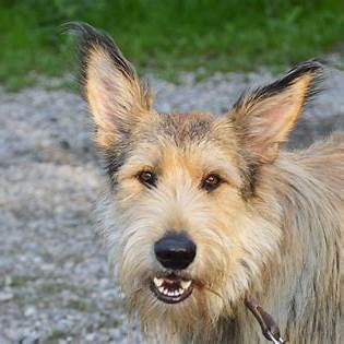 A close-up of a Berger Picard with expressive eyes and upright ears.