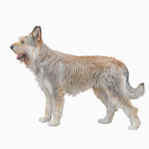 A Berger Picard standing in profile, showcasing its wiry fawn-colored coat and attentive expression. The dog exudes a rustic yet elegant appearance against a plain white background.