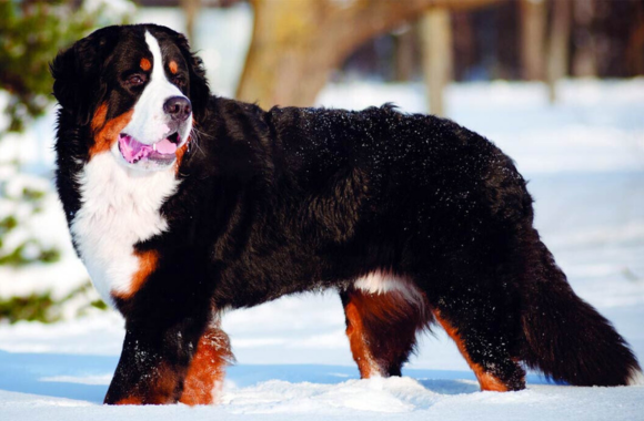 Bernese Mountain Dog with a tricolored coat standing in the snow, looking confident.