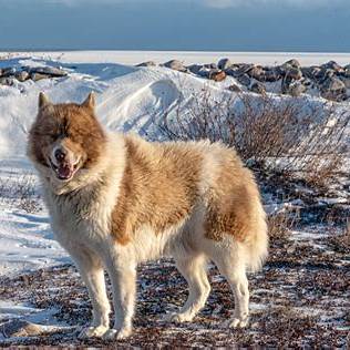 Canadian Eskimo Dog with a thick tan and white coat standing in a snowy landscape