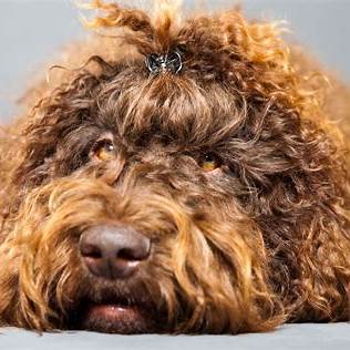 Barbet with a curly brown coat lying down, looking directly at the camera.