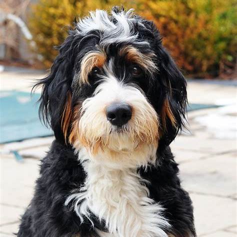 A mature Bernedoodle with a fluffy, tricolored coat outdoors.