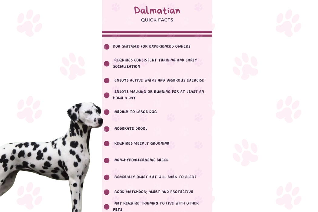 Quick Facts infographic about Dalmatian’s energy, grooming, and friendly nature