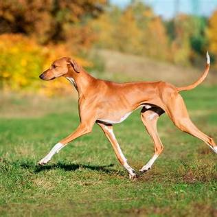 Elegant and athletic Azawakh dog running on green grass with autumn trees in the background