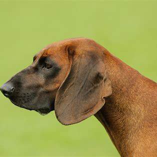 Close-up profile of a Bavarian Mountain Scent Hound with a sleek brown coat