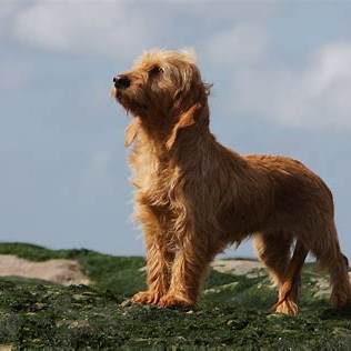 Basset Fauve de Bretagne standing proudly on a grassy hill under a blue sky