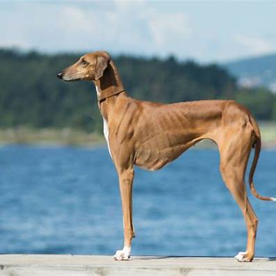 Graceful Azawakh dog standing by a lake with a forested background