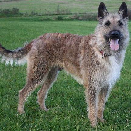 Belgian Laekenois with a rough coat standing on grass, looking cheerful and alert.