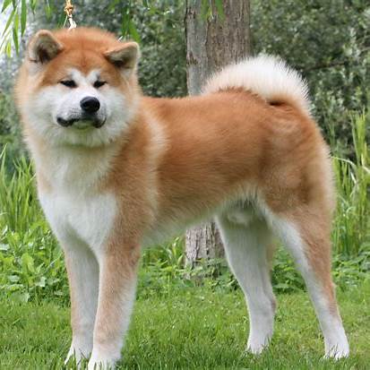 Akita dog with a thick red and white coat standing on grass