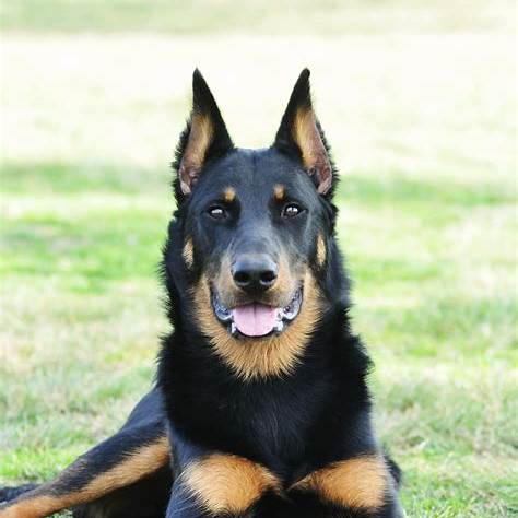 Black and tan Beauceron lying on grass, a loyal and intelligent dog breed