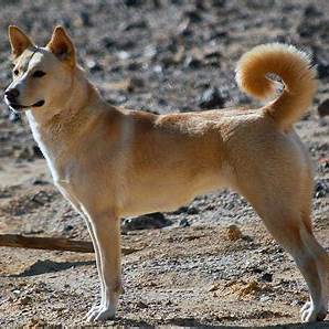 Canaan Dog with a tan coat and curled tail standing alert in a desert landscape