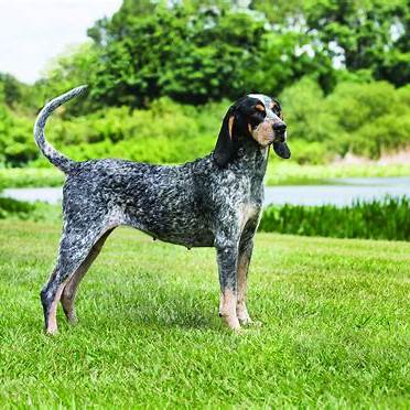 Bluetick Coonhound with a blue-speckled coat standing on grass near a lake on a sunny day.