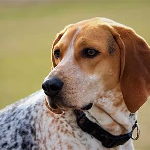 Coonhound with a tri-colored coat and alert expression looking off into the distance.