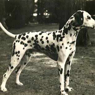 A black-and-white Dalmatian with signature spots, standing tall outdoors on a grassy surface.