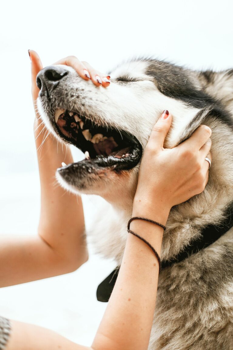 Close-up of a playful Siberian Husky being lovingly pet outdoors.