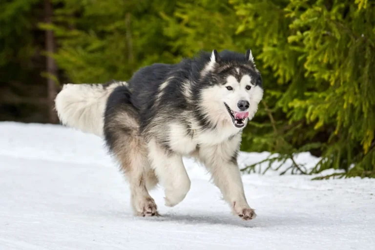 Alaskan Malamute with a thick coat running through the snow, enjoying the winter landscape.