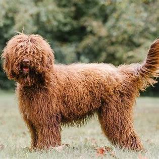 Barbet with a thick curly coat standing in the grass with a wagging tail.