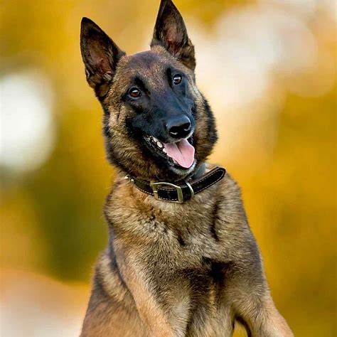 Belgian Malinois with a short, fawn-colored coat sitting and smiling outdoors.