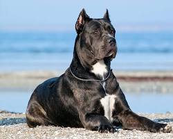 Cane Corso with a black coat lying on a beach near the water