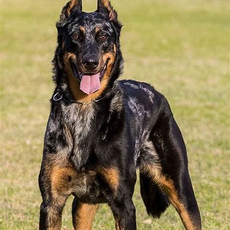 Beauceron with a black-and-tan coat standing alert in the grassy field.