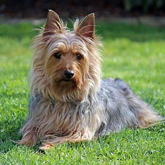 Australian Terrier with a long, wiry coat lying in the grass, looking alert and calm.