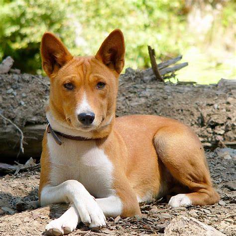 Basenji with a short coat and curled tail lying on the ground in a relaxed pose.