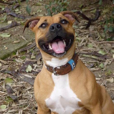 Staffordshire Bull Terrier smiling outdoors	pixe