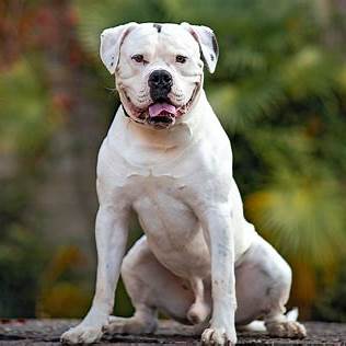 American Bulldog with a muscular build sitting outdoors