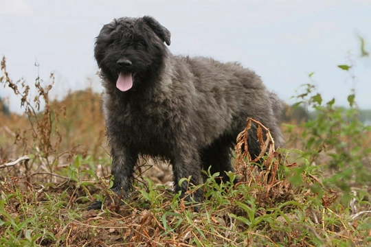 Bouvier des Flandres with a thick gray coat standing outdoors in a field