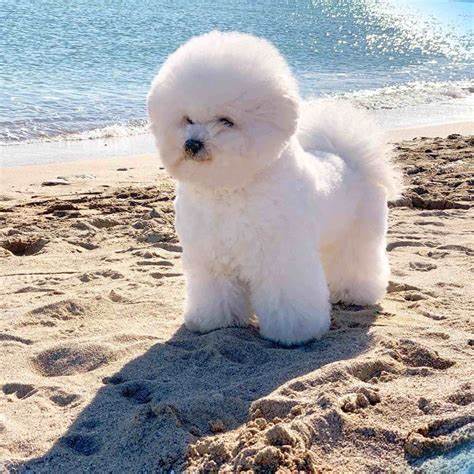 Bichon Frise with a cloud-like white coat standing on sandy beach near sparkling water.