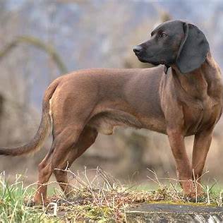 Bavarian Mountain Scent Hound with a strong build and alert expression