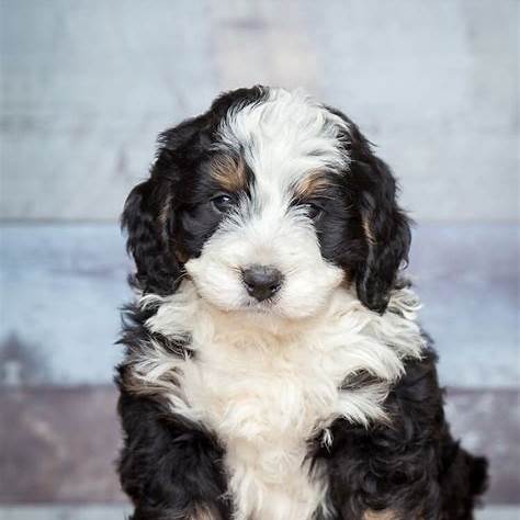 A fluffy Bernedoodle puppy with a black, white, and brown coat sitting indoors.