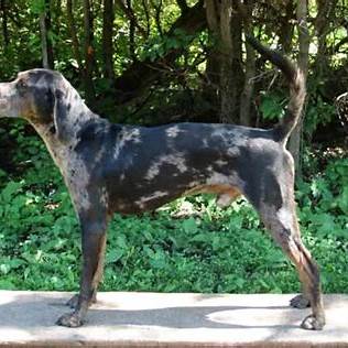 American Leopard Hound with a striking merle coat standing in a forest setting