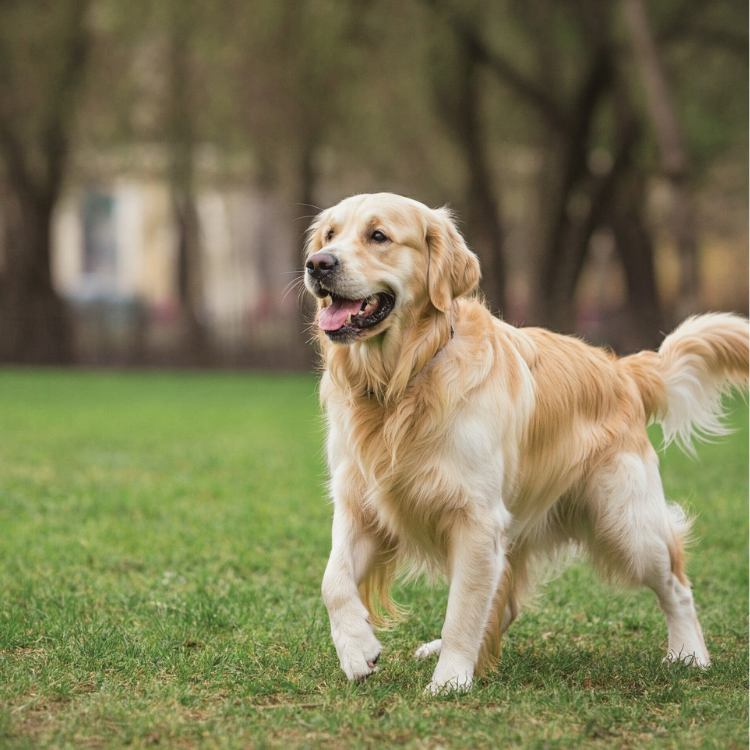 A stunning Golden Retriever with a shiny golden coat, happily walking in a green park, looking cheerful and friendly.