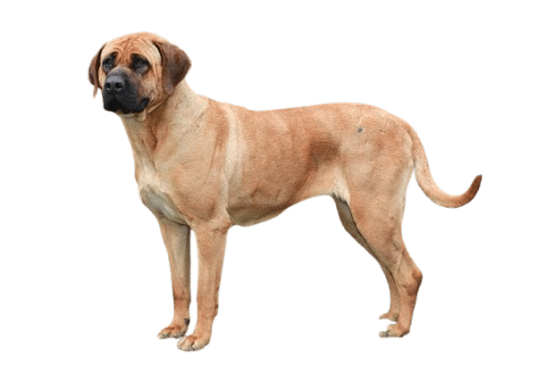 Tosa Inu, a large and muscular Japanese Mastiff, standing confidently, showcasing its dignified and powerful presence.

